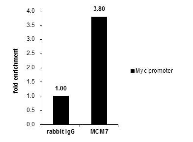 MCM7 Antibody in ChIP Assay (ChIP)