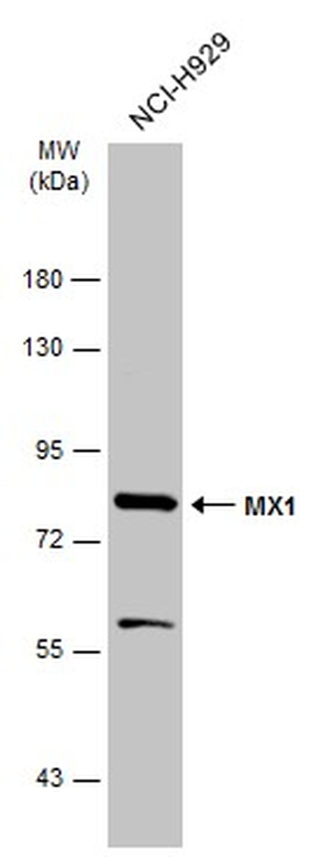 MX1 Antibody in Western Blot (WB)