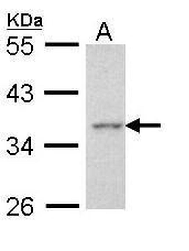 Apoptosis-Enhancing Nuclease Antibody in Western Blot (WB)