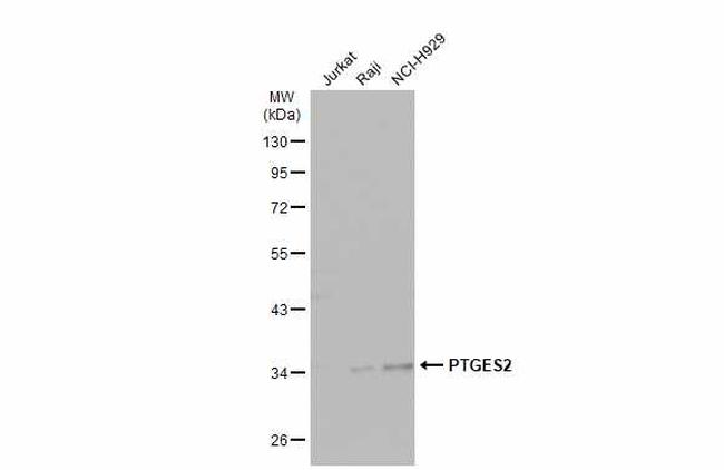 PTGES2 Antibody in Western Blot (WB)