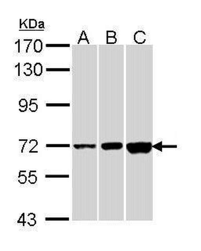 CNGA2 Antibody in Western Blot (WB)