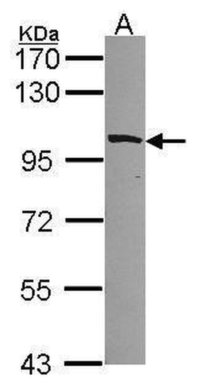 MYO1B Antibody in Western Blot (WB)