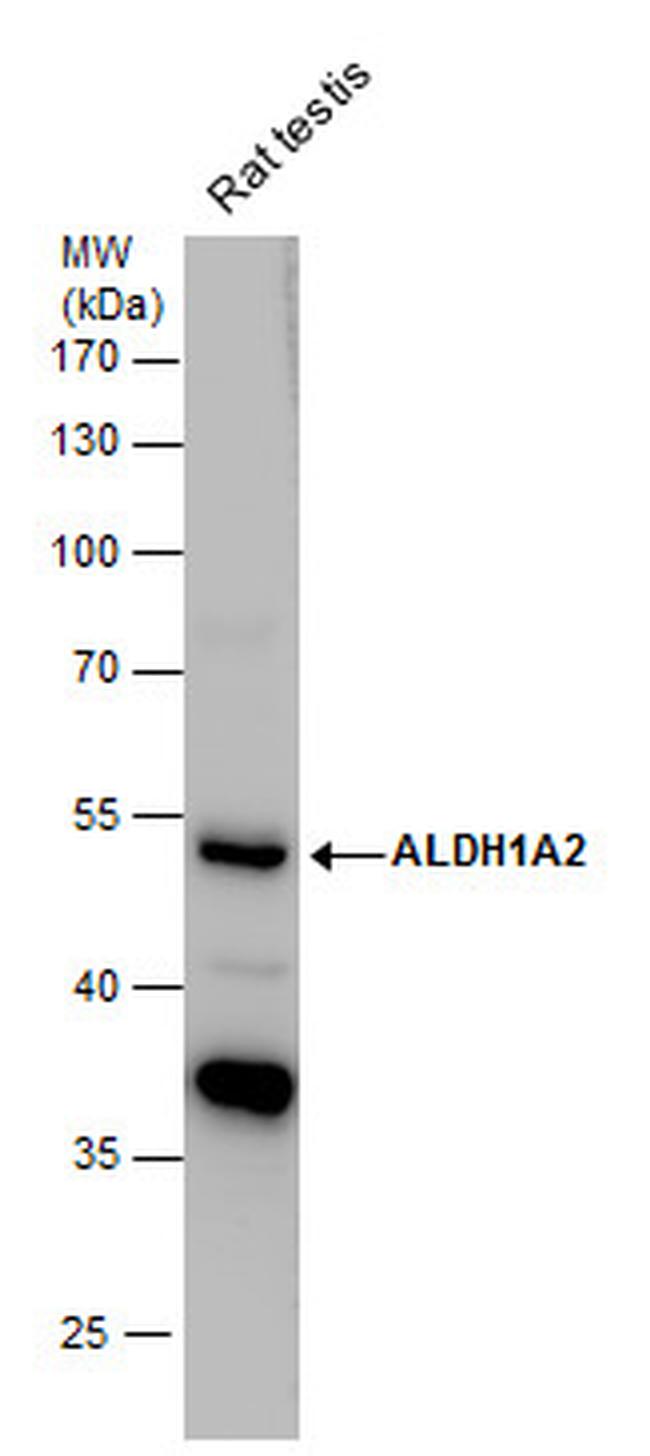 ALDH1A2 Antibody in Western Blot (WB)