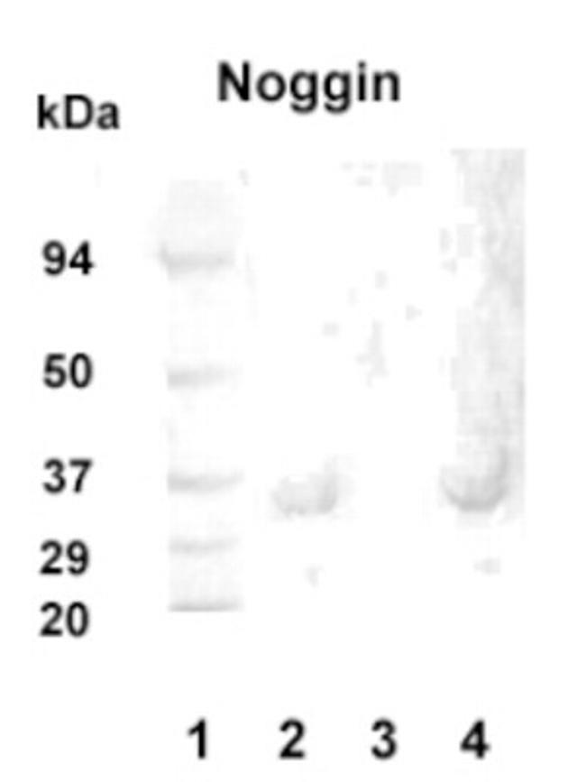 Noggin Antibody in Western Blot (WB)