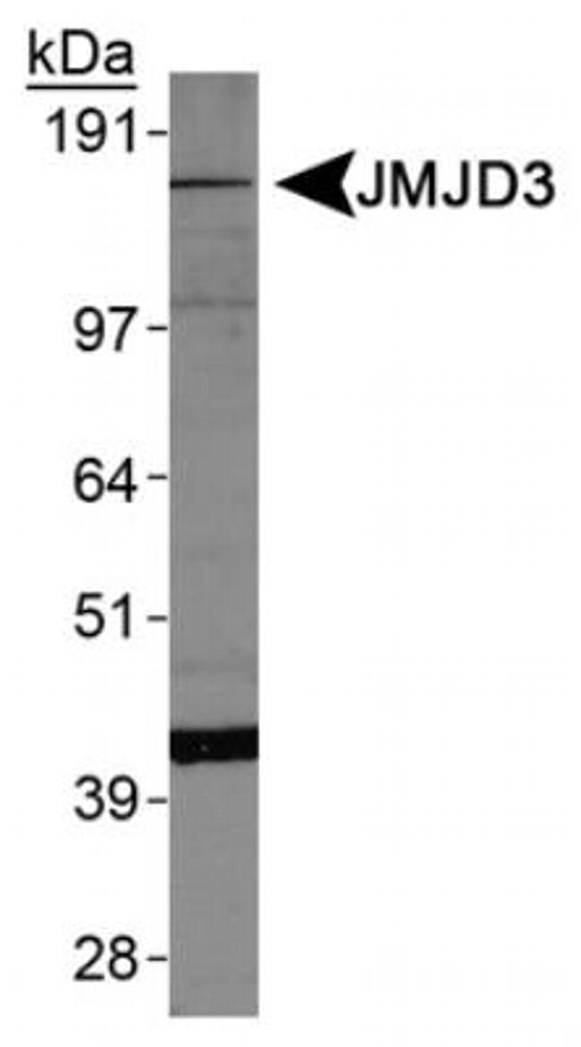 JMJD3 Antibody in Western Blot (WB)