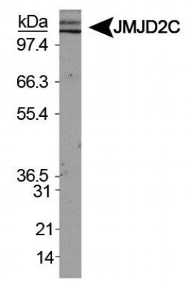 JMJD2C Antibody in Western Blot (WB)