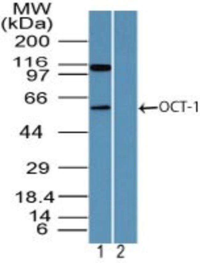 OCT1 (POU2F1) Antibody in Western Blot (WB)