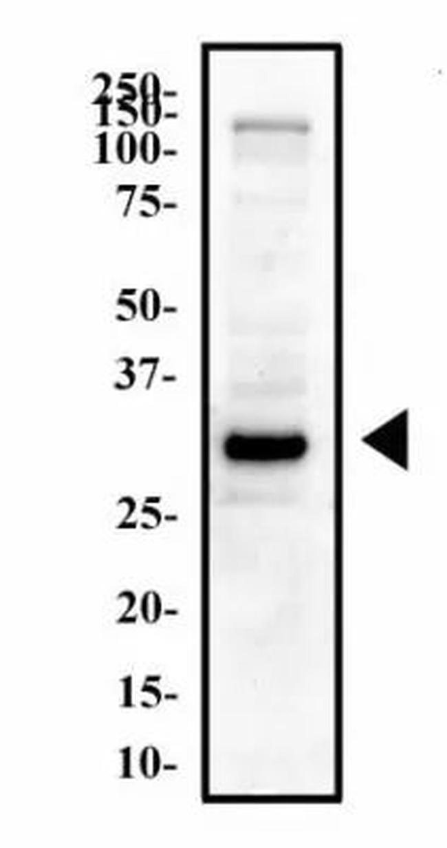 OLIG2 Antibody in Western Blot (WB)