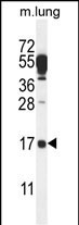 C14orf126 Antibody in Western Blot (WB)