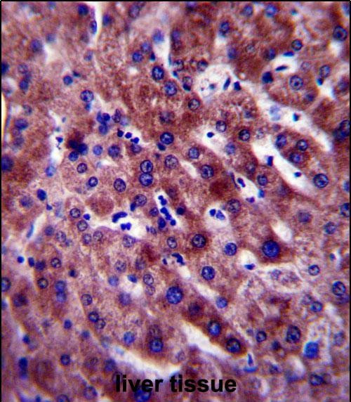 PON1 Antibody in Immunohistochemistry (Paraffin) (IHC (P))