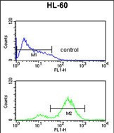 eIF4E Antibody in Flow Cytometry (Flow)