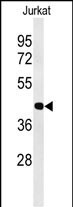 ATF1 Antibody in Western Blot (WB)