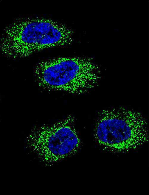 GRP94 Antibody in Immunocytochemistry (ICC/IF)