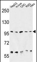 GRP94 Antibody in Western Blot (WB)