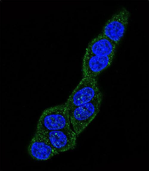 GRP78 Antibody in Immunocytochemistry (ICC/IF)