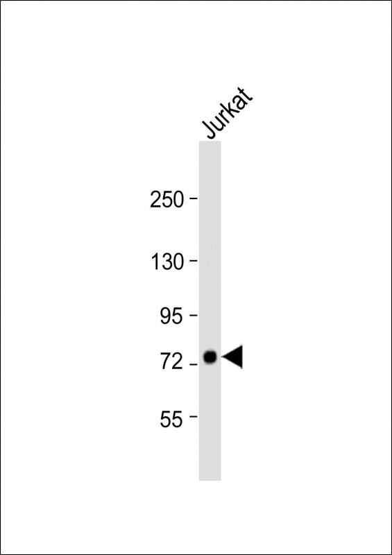 GGNBP2 Antibody in Western Blot (WB)