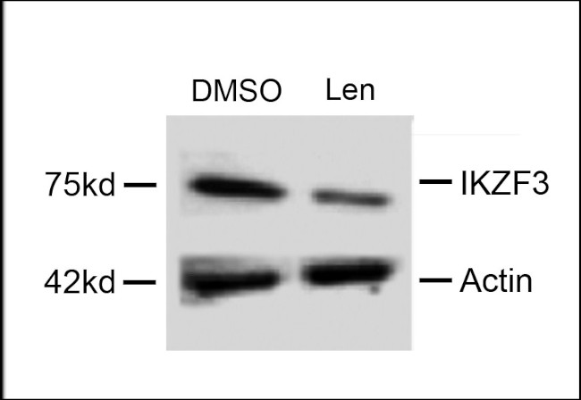 IKZF3 Antibody in Western Blot (WB)