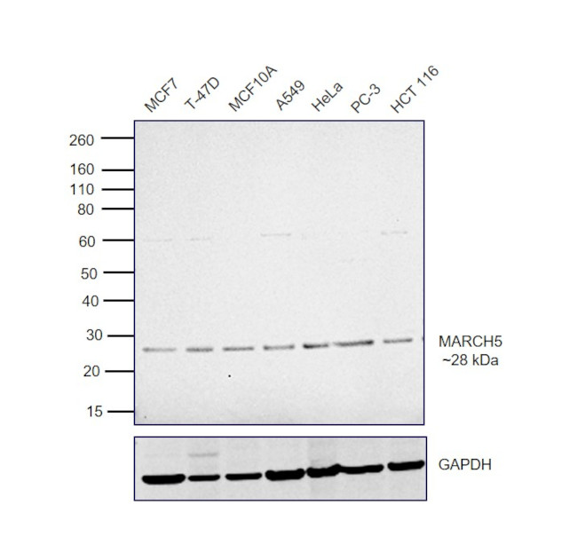 MARCH5 Antibody in Western Blot (WB)