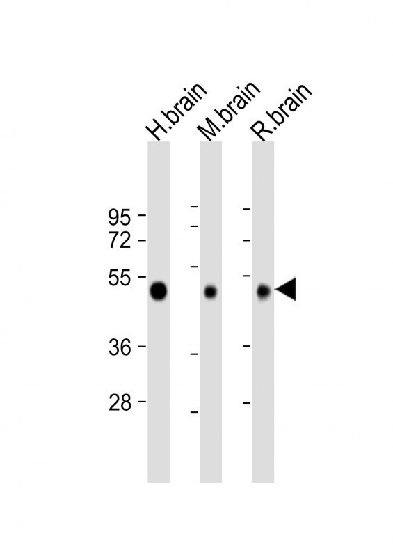 NPTX1 Antibody in Western Blot (WB)