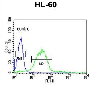 HSL Antibody in Flow Cytometry (Flow)
