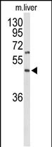 GPR160 Antibody in Western Blot (WB)