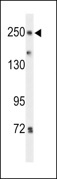 PTPRD Antibody in Western Blot (WB)