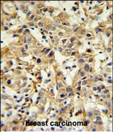 Carbonic Anhydrase VI Antibody in Immunohistochemistry (Paraffin) (IHC (P))