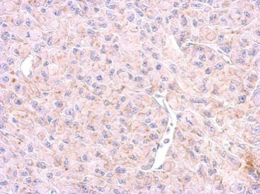 HTR1F Antibody in Immunohistochemistry (Paraffin) (IHC (P))