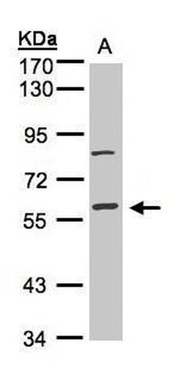 JIP1 Antibody in Western Blot (WB)