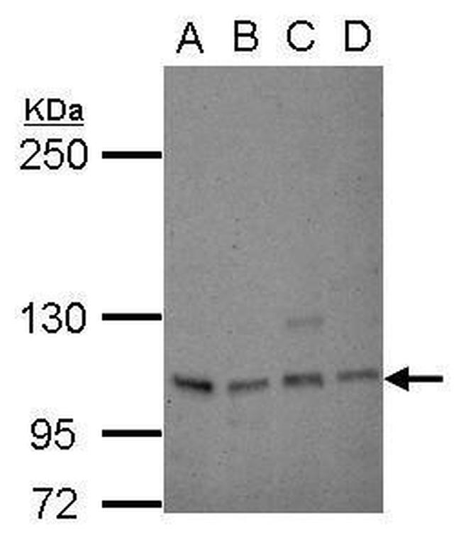 SP1 Antibody in Western Blot (WB)