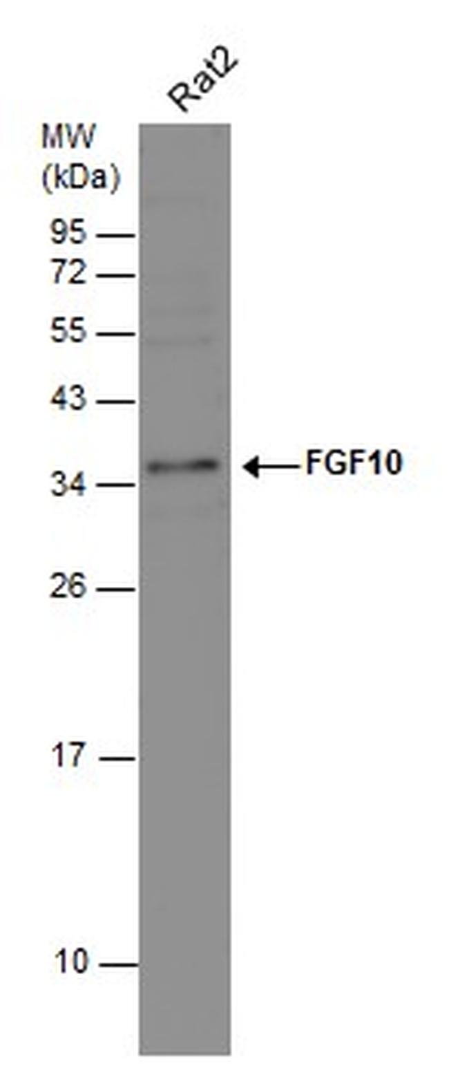 FGF10 Antibody in Western Blot (WB)