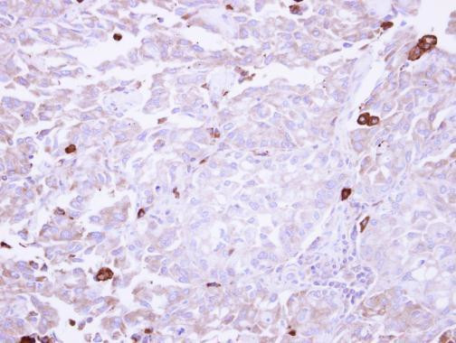 AOC3 Antibody in Immunohistochemistry (Paraffin) (IHC (P))