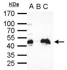 OCT4 Antibody in Immunoprecipitation (IP)