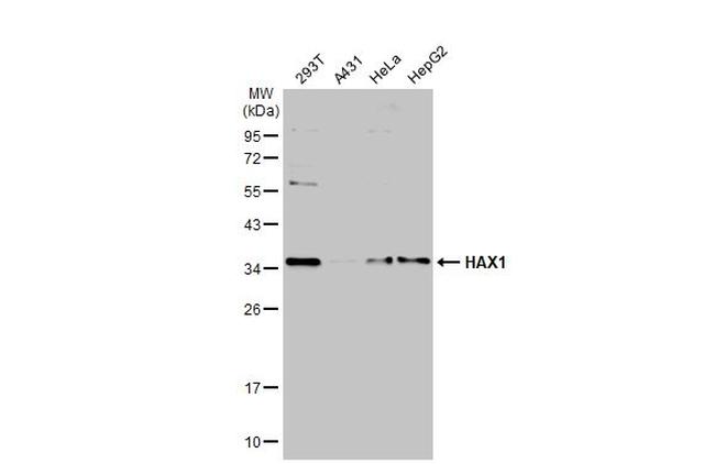 HAX1 Antibody in Western Blot (WB)