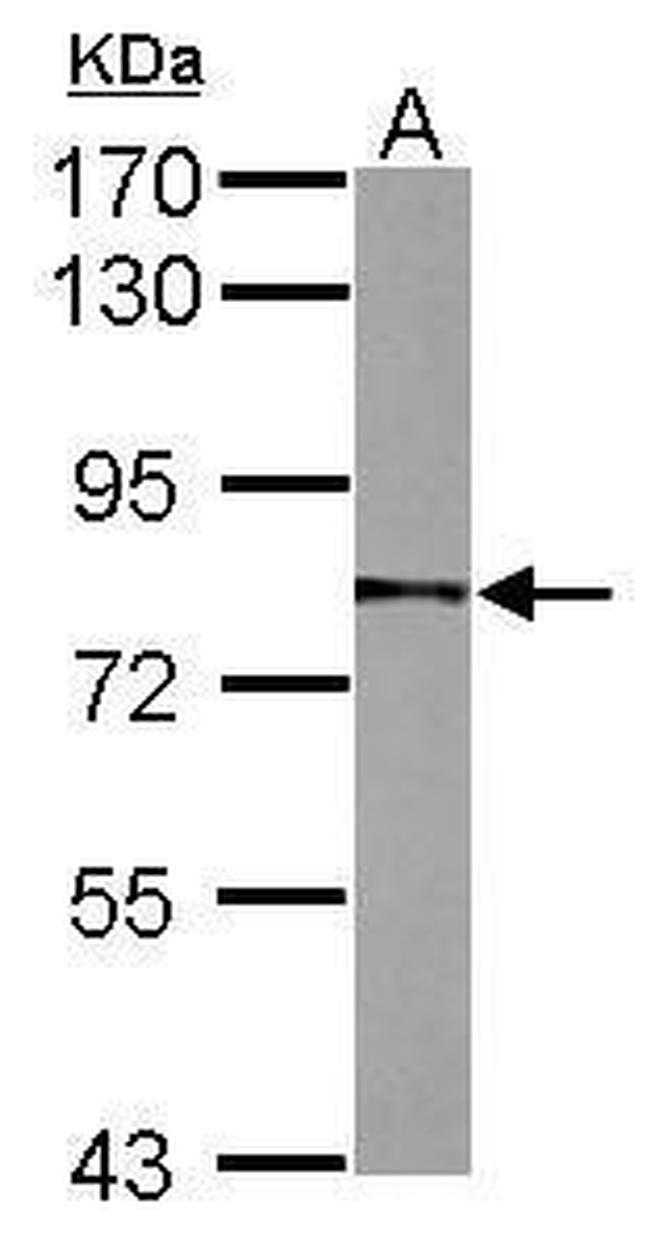 NULP1 Antibody in Western Blot (WB)