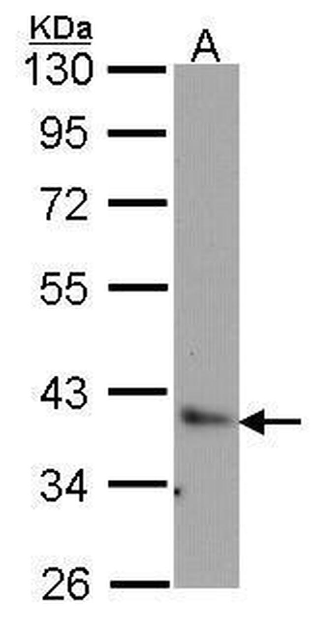 BAG1 Antibody in Western Blot (WB)