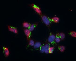 GABBR1 Antibody in Immunocytochemistry (ICC/IF)