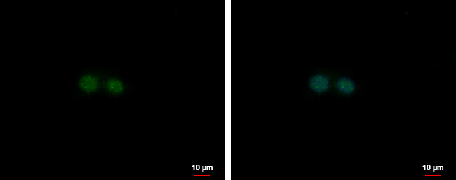 NFE2 Antibody in Immunocytochemistry (ICC/IF)