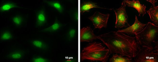 DCK Antibody in Immunocytochemistry (ICC/IF)