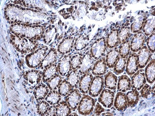 NRF1 Antibody in Immunohistochemistry (Paraffin) (IHC (P))