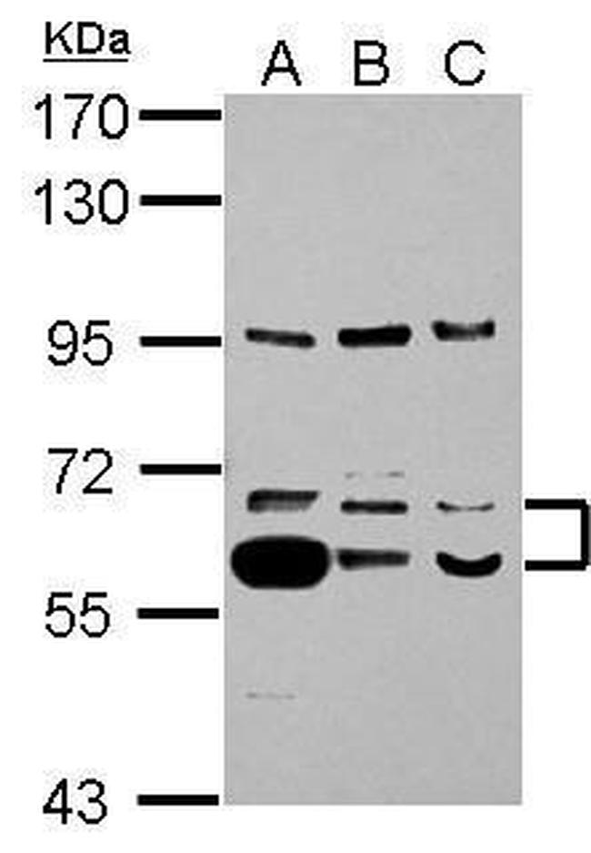 TrxR1 Antibody in Western Blot (WB)