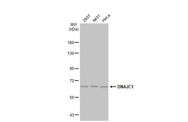 DNAJC1 Antibody in Western Blot (WB)