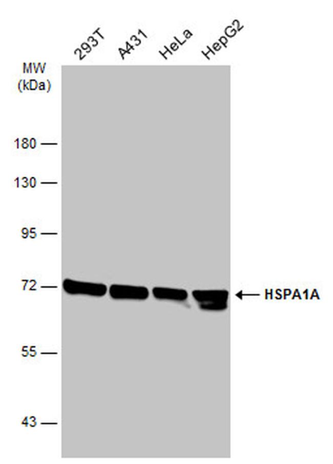 HSP70 Antibody in Western Blot (WB)