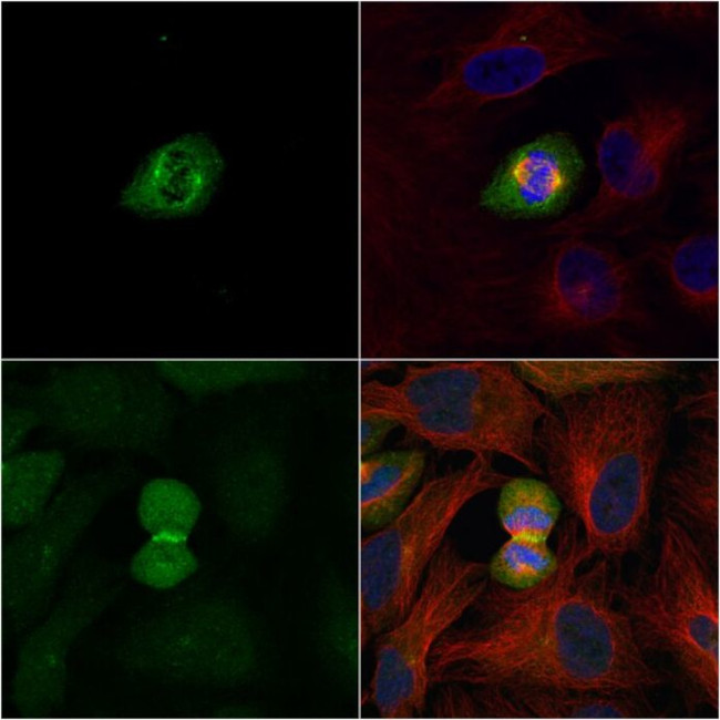 PLK1 Antibody in Immunocytochemistry (ICC/IF)