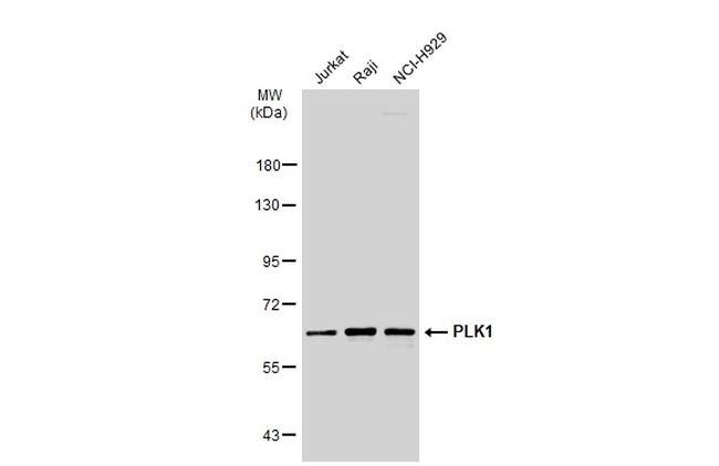 PLK1 Antibody in Western Blot (WB)