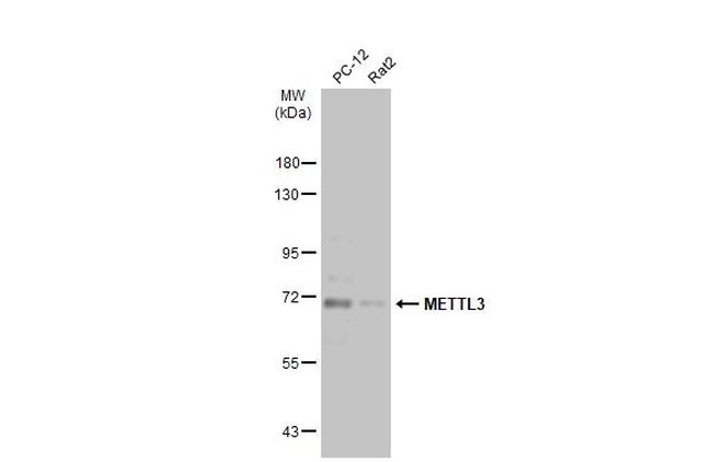 METTL3 Antibody in Western Blot (WB)