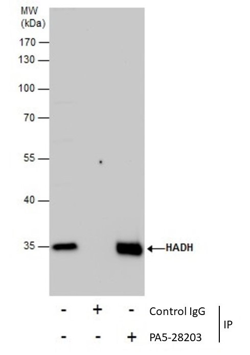 HADH Antibody in Immunoprecipitation (IP)
