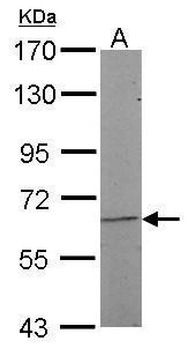 NR5A2 Antibody in Western Blot (WB)