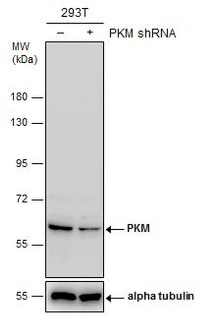 PKM2 Antibody