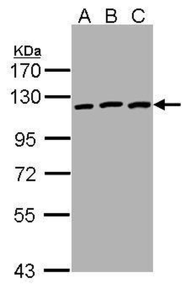 EphB3 Antibody in Western Blot (WB)